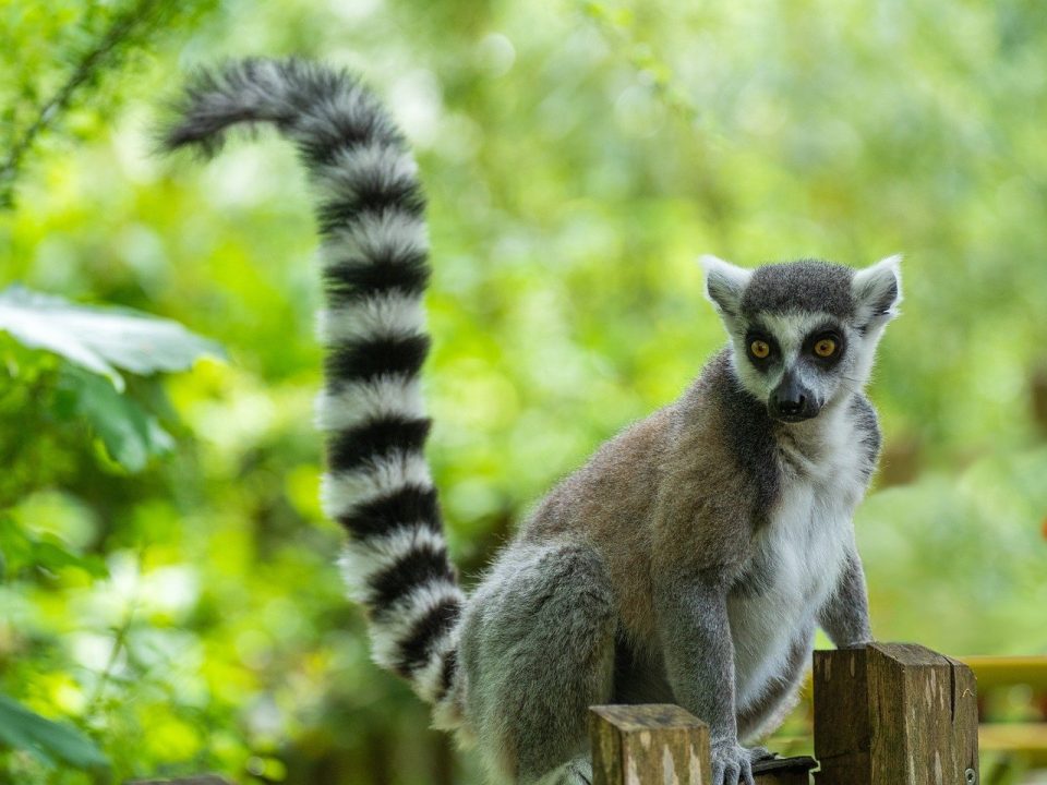 ring tailed lemur, wildlife, animal