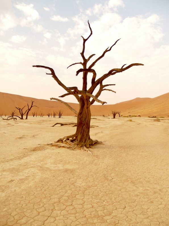 leafless tree on desert during daytime