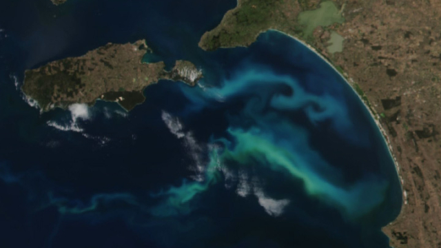 Filaments of Phytoplankton in Australia