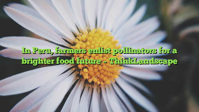 In Peru, farmers enlist pollinators for a brighter food future – ThinkLandscape